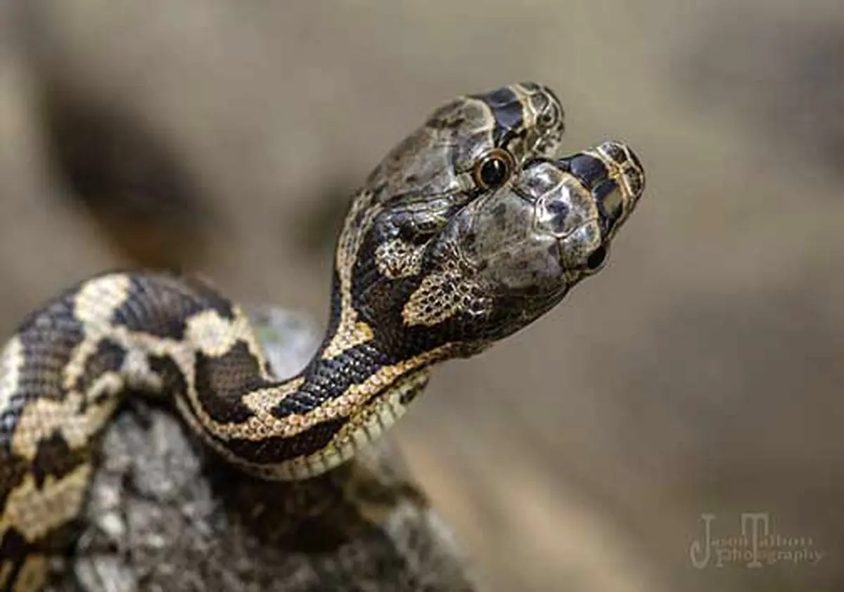 ماری با دو سر + تصاویر