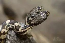 ماری با دو سر + تصاویر