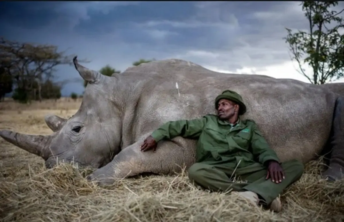 منطقه حفاظت شده کرگدن‌ها در کنیا+عکس