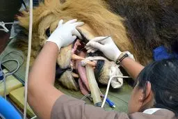 وقتی سلطان جنگل به دندانپزشکی می‌رود/عکس