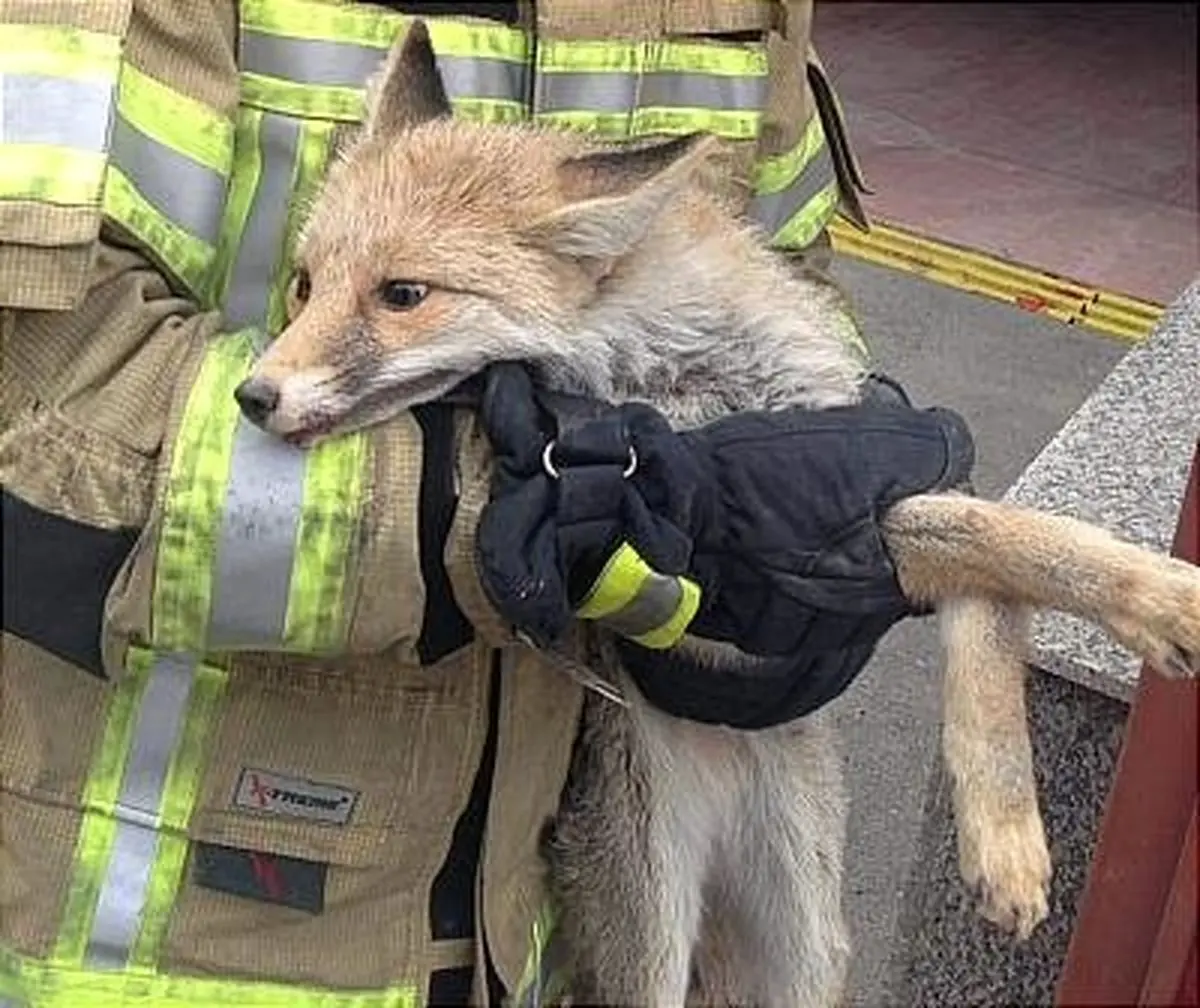 مهمان ناخوانده در تجریش به دام افتاد!/تصاویر