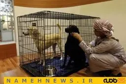 نمایشگاهی برای شکار و شکارچی/ تصاویر