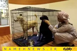نمایشگاهی برای شکار و شکارچی/ تصاویر