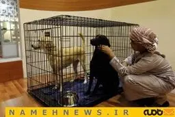 نمایشگاهی برای شکار و شکارچی/ تصاویر
