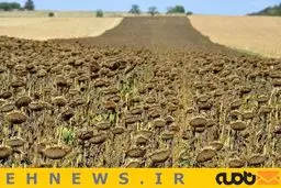 منظره ای از گل های آفتابگردان خشکیده / عکس