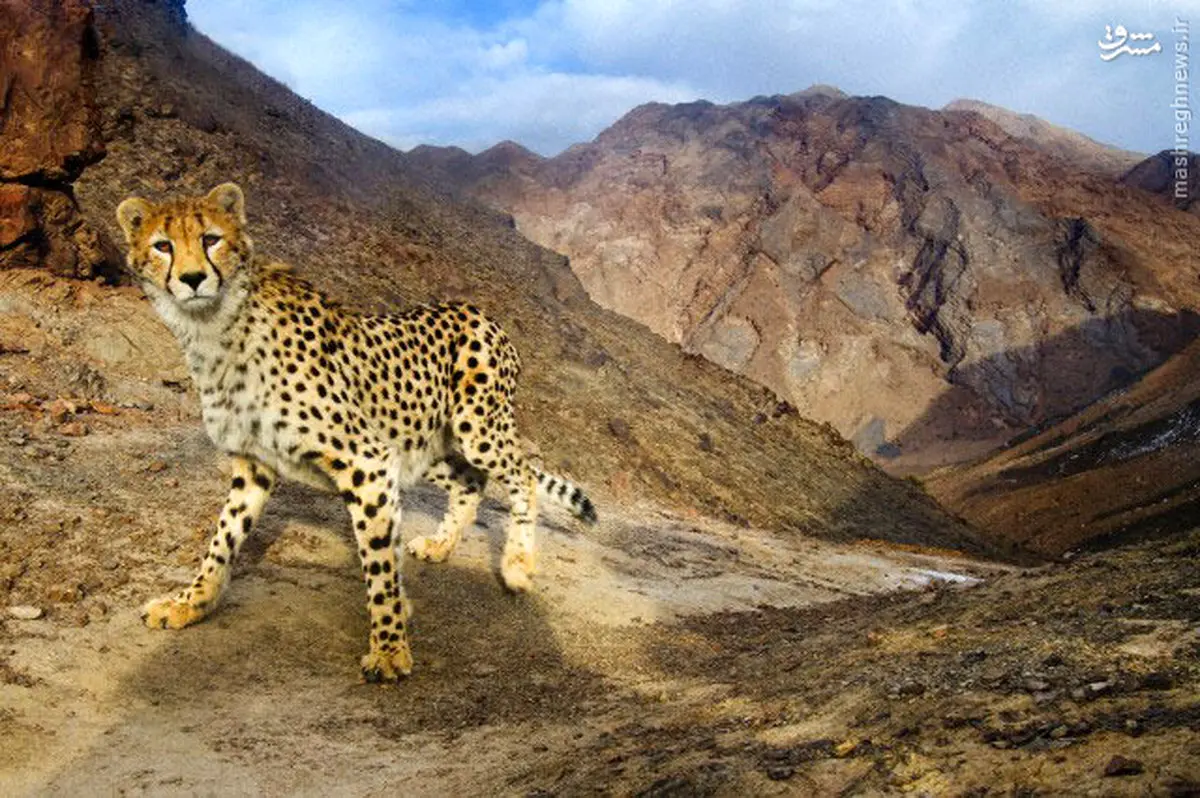 یوز زیبای ایرانی/عکس