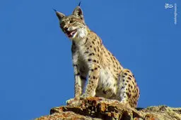 تصویری زیبا از گربه کمیاب ایرانی