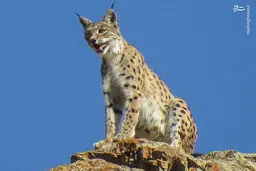 تصویری زیبا از گربه کمیاب ایرانی