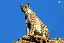 تصویری زیبا از گربه کمیاب ایرانی