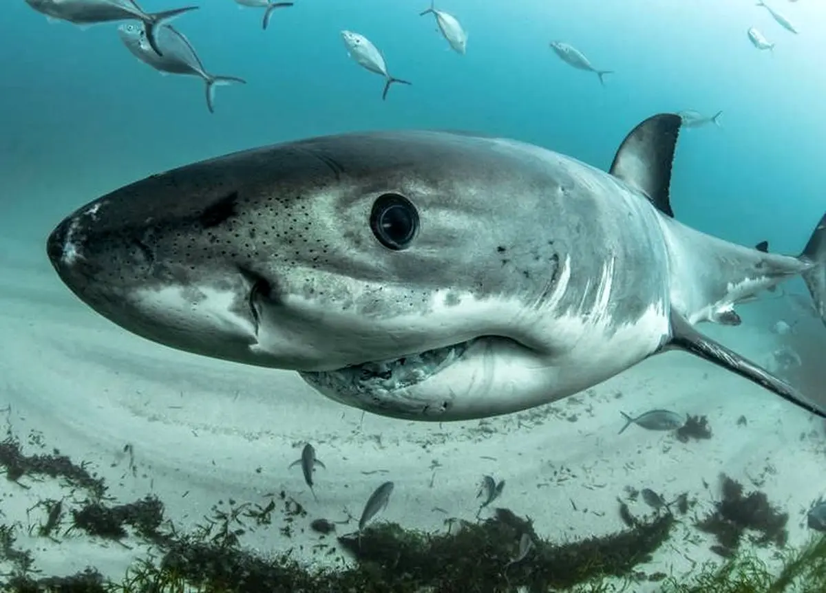 دنیای شگفت انگیز زیر آب‎ / تصاویر