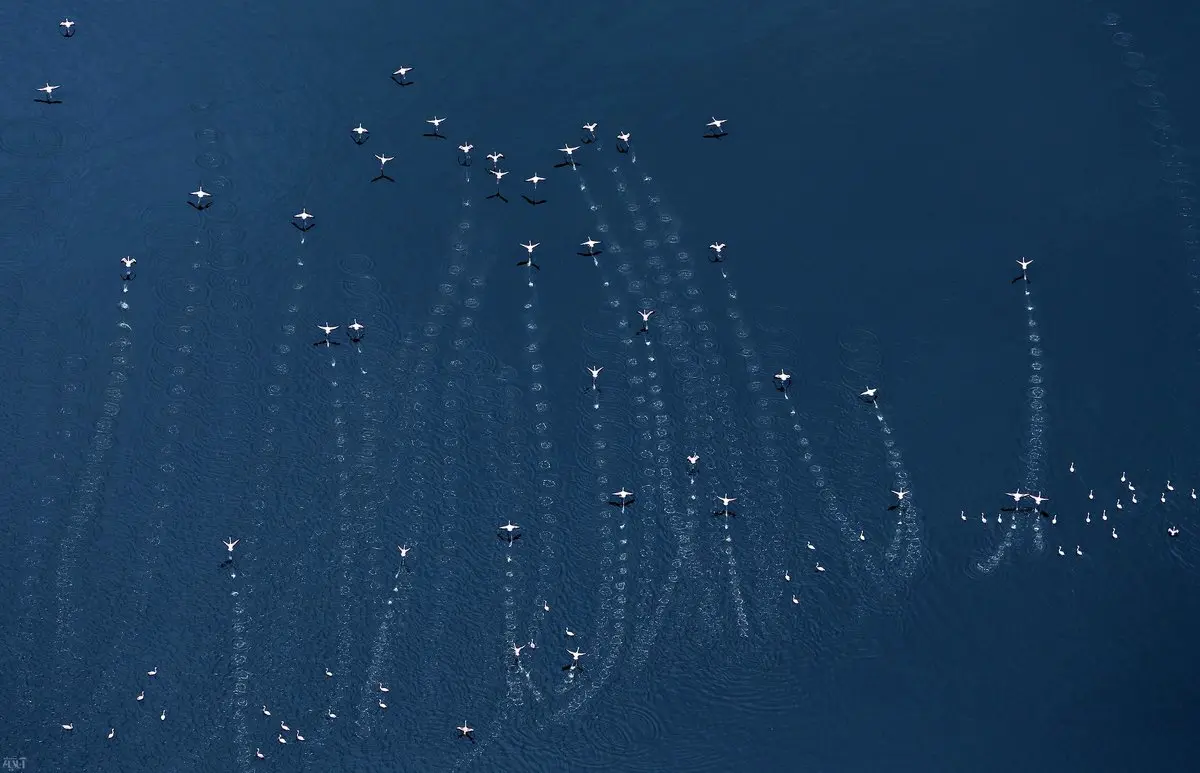 تصویری دیدنی از ردپای فلامینگوها روی آب / عکس روز نشنال جئوگرافیک