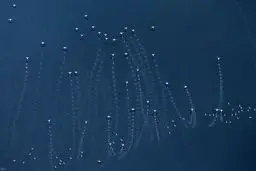 تصویری دیدنی از ردپای فلامینگوها روی آب / عکس روز نشنال جئوگرافیک