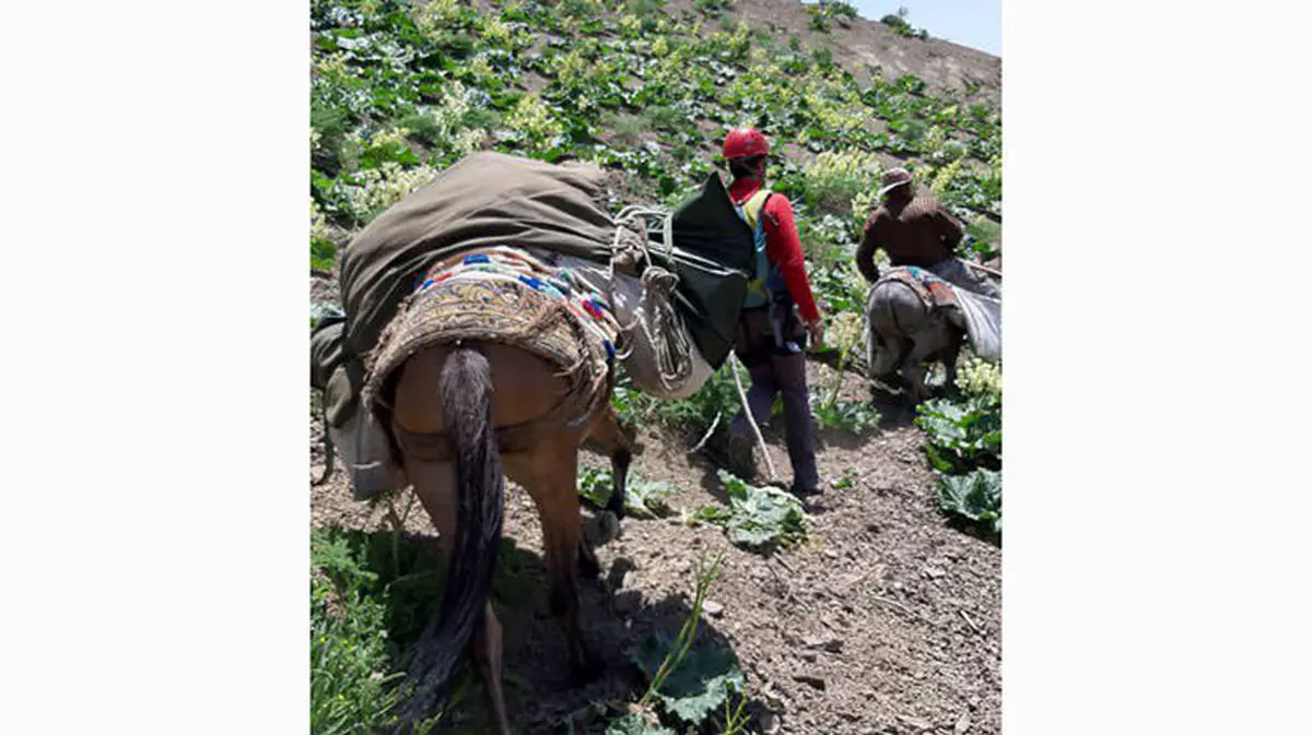 پیدا شدن جسد یک مرد در جاده چالوس / چیدن گیاهان بلای جان وی شد+عکس
