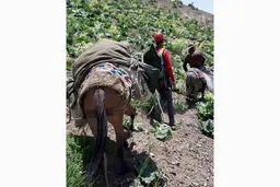 پیدا شدن جسد یک مرد در جاده چالوس / چیدن گیاهان بلای جان وی شد+عکس