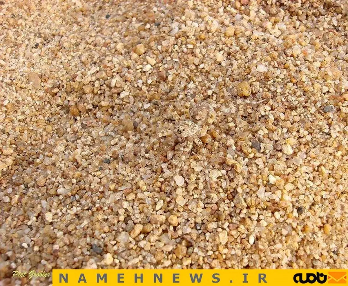 استتار عنکبوت / عکس