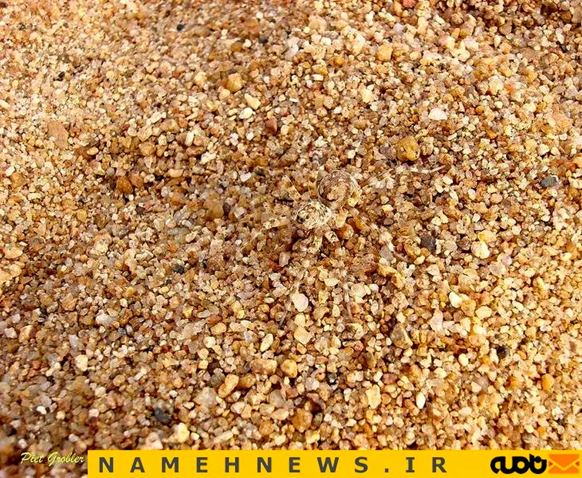 استتار عنکبوت / عکس