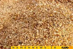 استتار عنکبوت / عکس