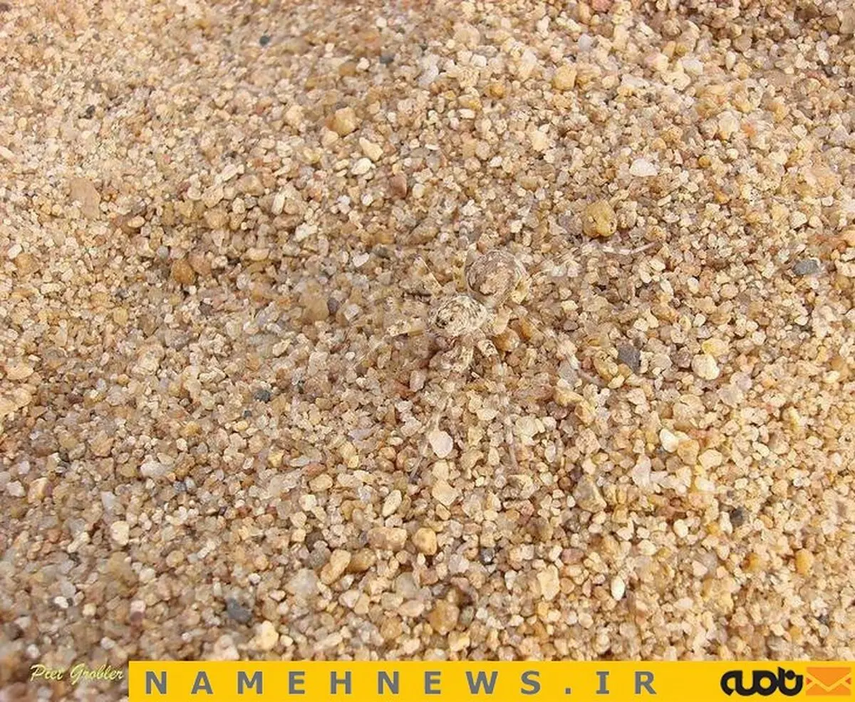 استتار عنکبوت / عکس