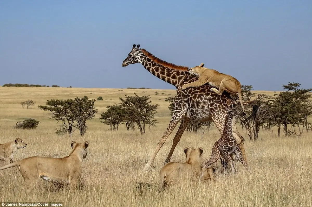 حمله گروهی شیرها به زرافه مادر و فرزندش/تصاویر