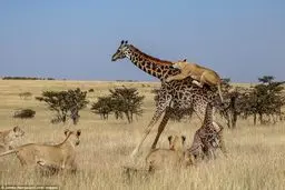 حمله گروهی شیرها به زرافه مادر و فرزندش/تصاویر