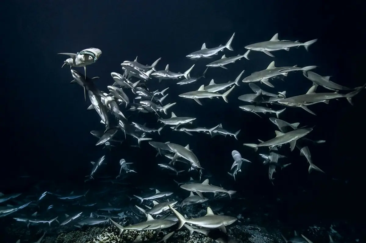 تصاویری دیدنی از زندگی کوسه‌های خاکستری