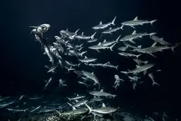 تصاویری دیدنی از زندگی کوسه‌های خاکستری