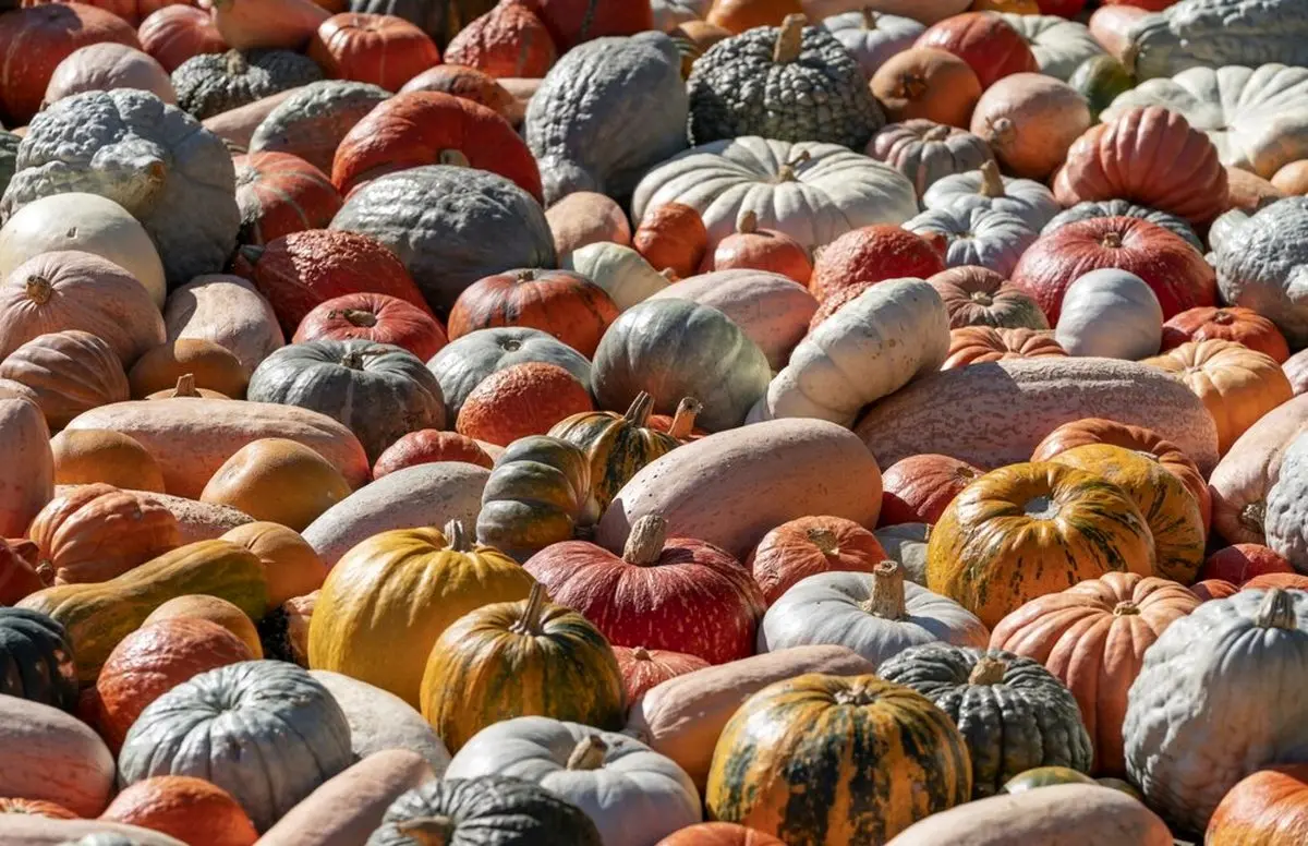 تصاویر / جشنواره کدو تنبل در آلمان