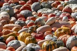 تصاویر / جشنواره کدو تنبل در آلمان