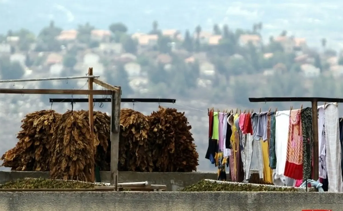 شغلی عجیب در فلسطین/ عکس