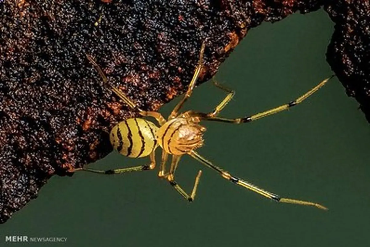 چشم در چشم با حشره های زیبای خطرناک!/تصاویر