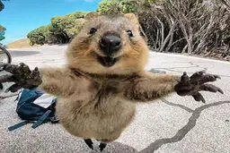 تصاویر جالب از خوشحال ترین حیوان جهان