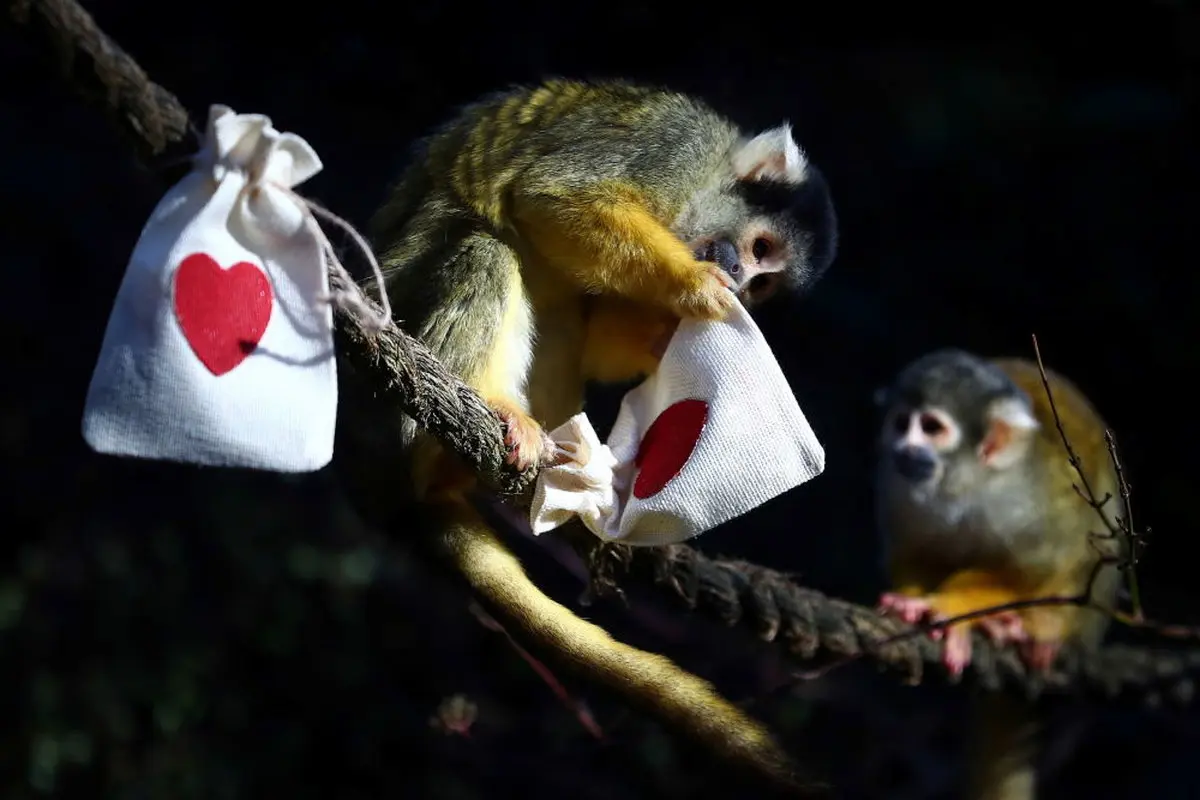 میمون‌ها در حال بازکردن کادوی ولنتاین در بریتانیا+عکس