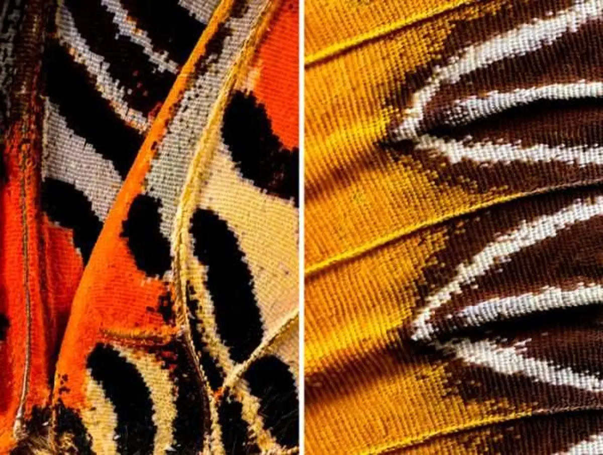 تصاویر دیدنی از بال حشرات و پروانه‌ها از نمایی نزدیک