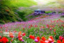 سمفونی رنگ‌ها در خلخال به اسالم/تصاویر