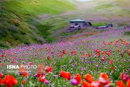 سمفونی رنگ‌ها در خلخال به اسالم/تصاویر