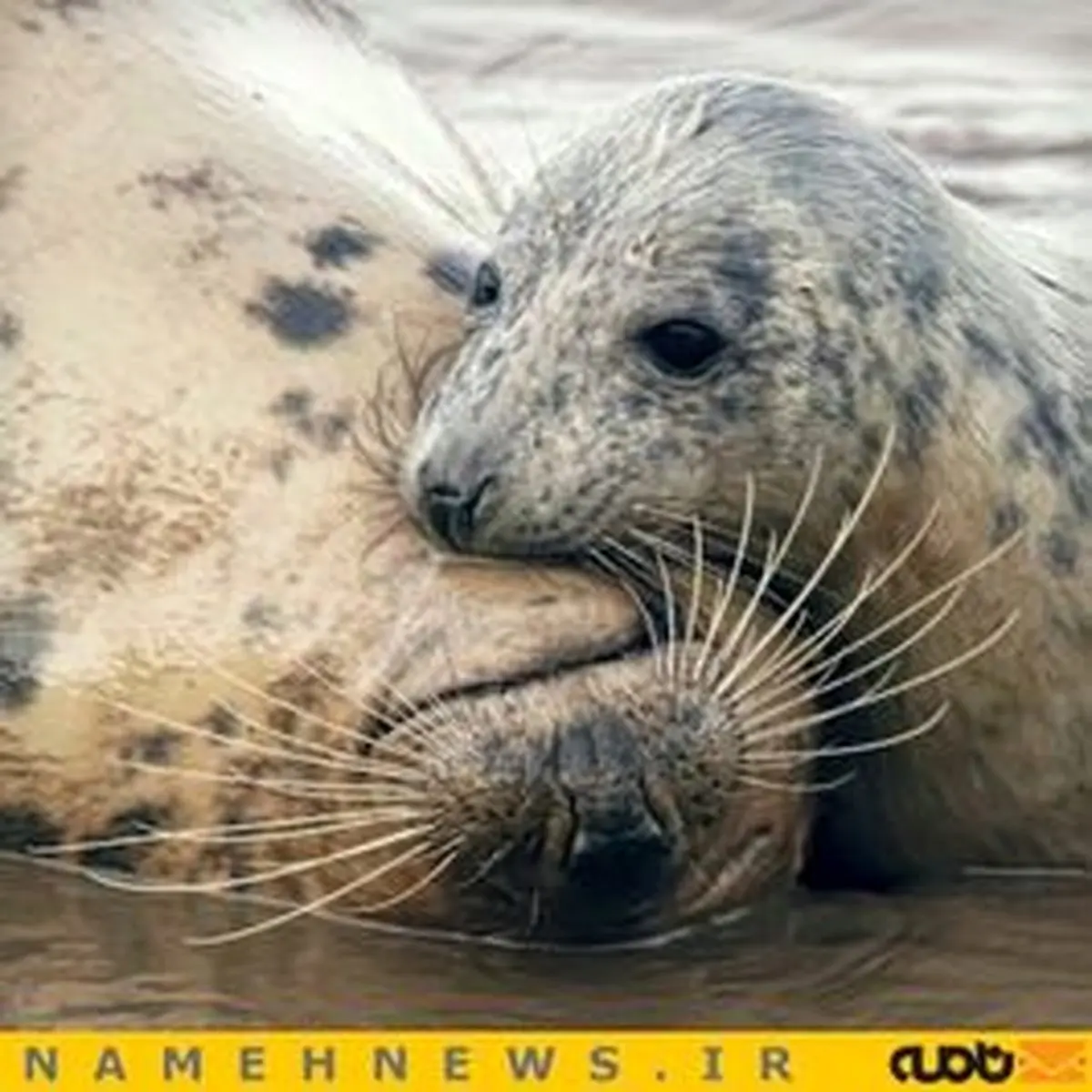 بیا بغلم حیوان!+تصاویر