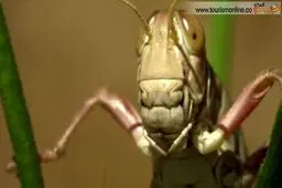 بفرمایید اسپاگتی حشره!