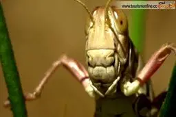 بفرمایید اسپاگتی حشره!