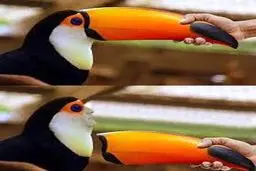 عکس: اگر توکا چهره انسان را داشت