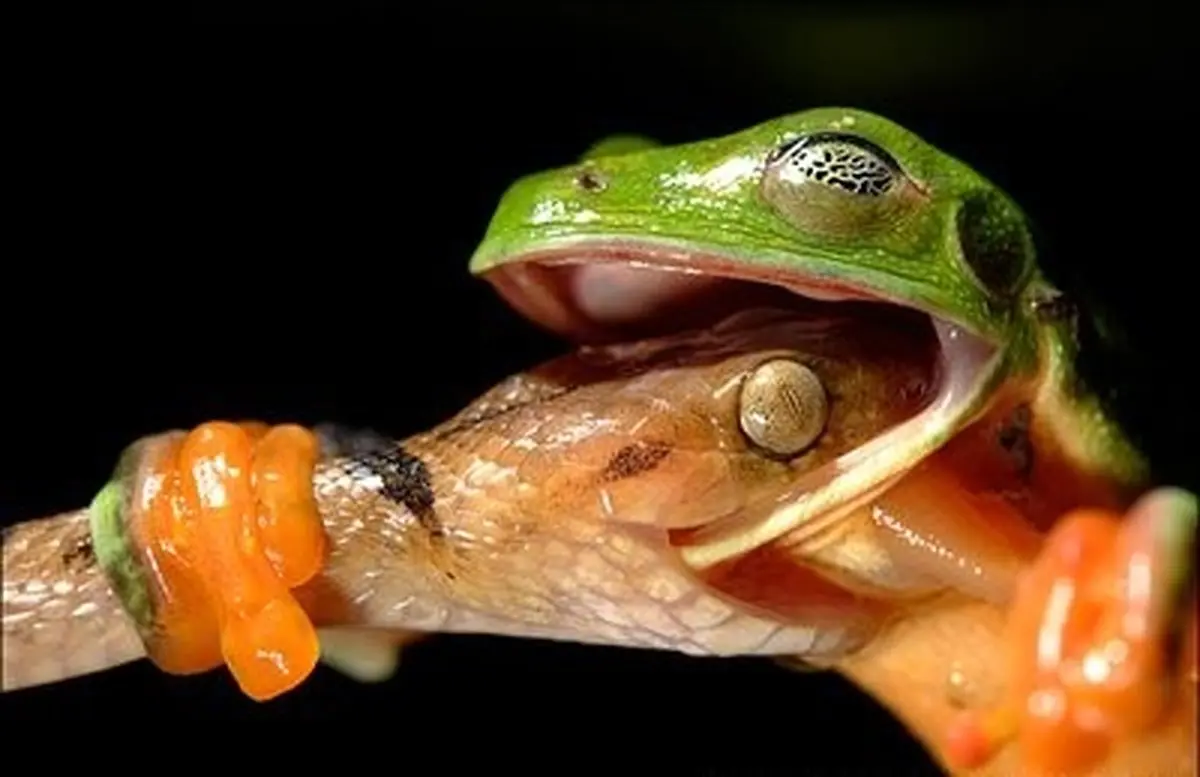 تلاش قورباغه درختی برای شکار مار چشم گربه ای/عکس