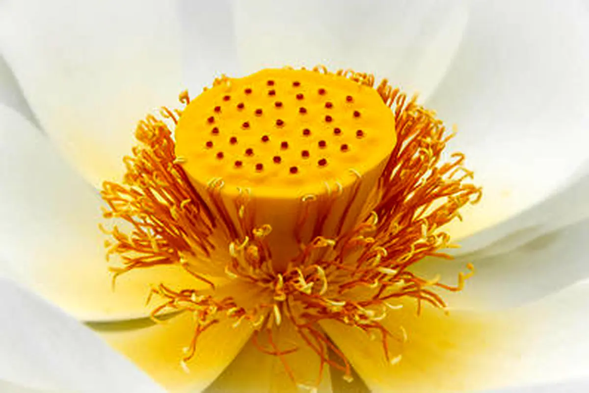 تصاویر دل انگیز و زیبا از باغ‌های مرموز و گل‌های آرامش بخش در جهان