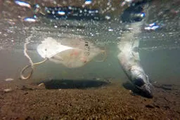 قتل ناخواسته با یک ماسک! + عکس