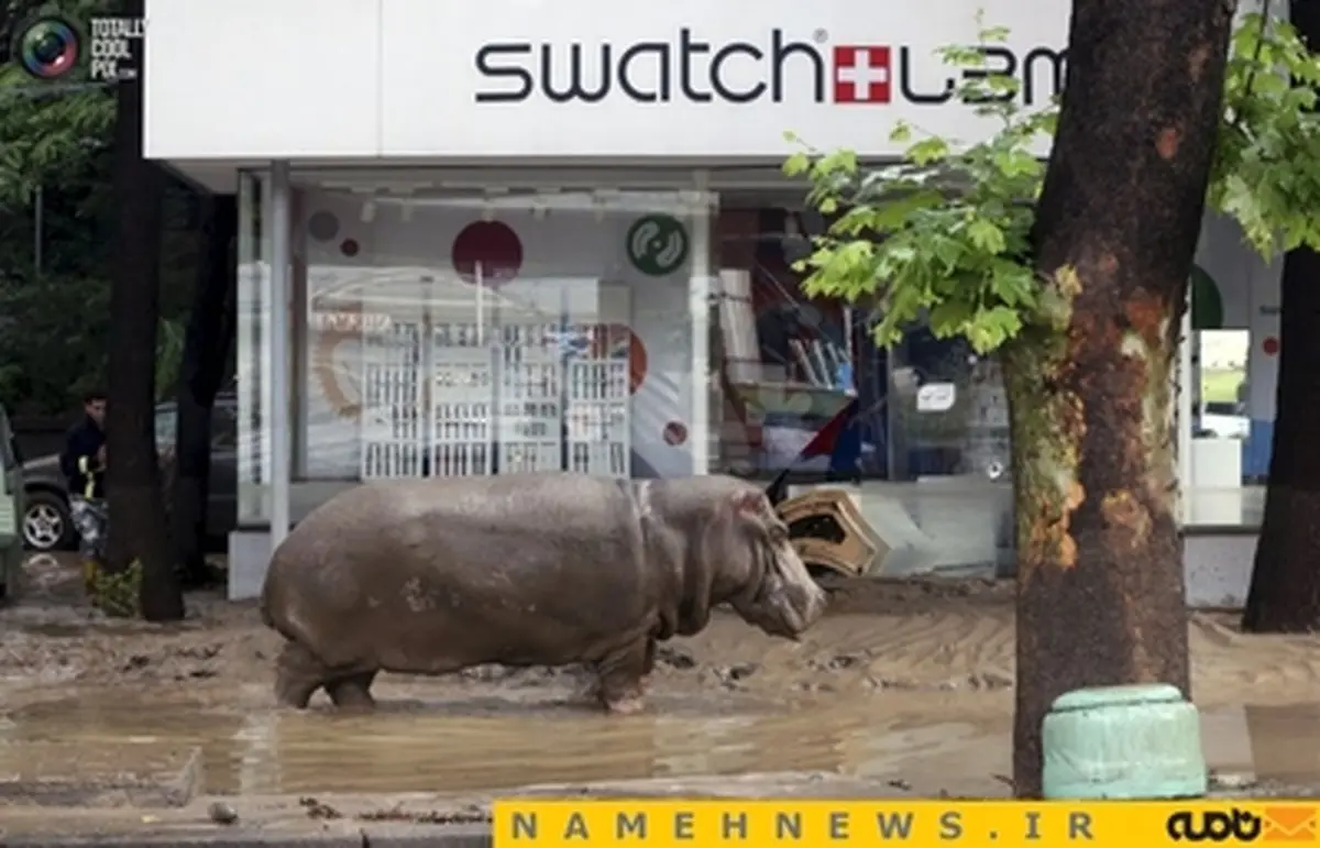 پایتخت گرجستان در دست حیوانات!+تصاویر