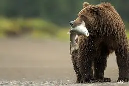 خوش گذرونی خرس های آلاسکا/ تصاویر