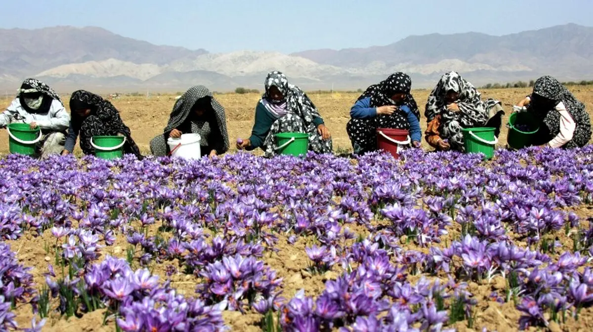 بازارهای جهانی در انتظار «زعفران» ایران بعد از لغو تحریم‌ها /سی.ان.ان: صادرات پنهان زعفران ارزشی بالاتر از طلا دارد