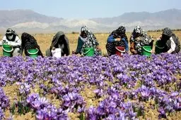 بازارهای جهانی در انتظار «زعفران» ایران بعد از لغو تحریم‌ها /سی.ان.ان: صادرات پنهان زعفران ارزشی بالاتر از طلا دارد