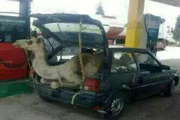 جاسازی شتر در خودرو/عکس