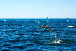 تصاویر حیرت‌انگیز از پرواز سفره‌ماهی‌ها