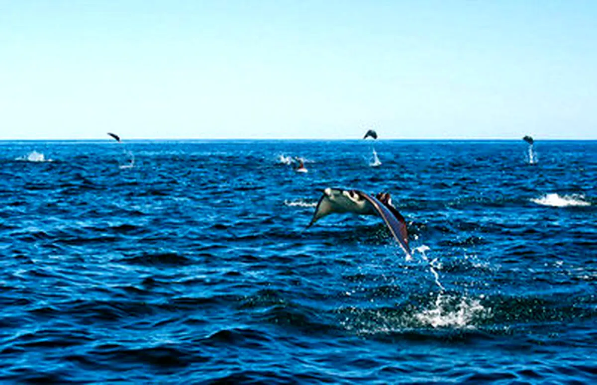 تصاویر حیرت‌انگیز از پرواز سفره‌ماهی‌ها
