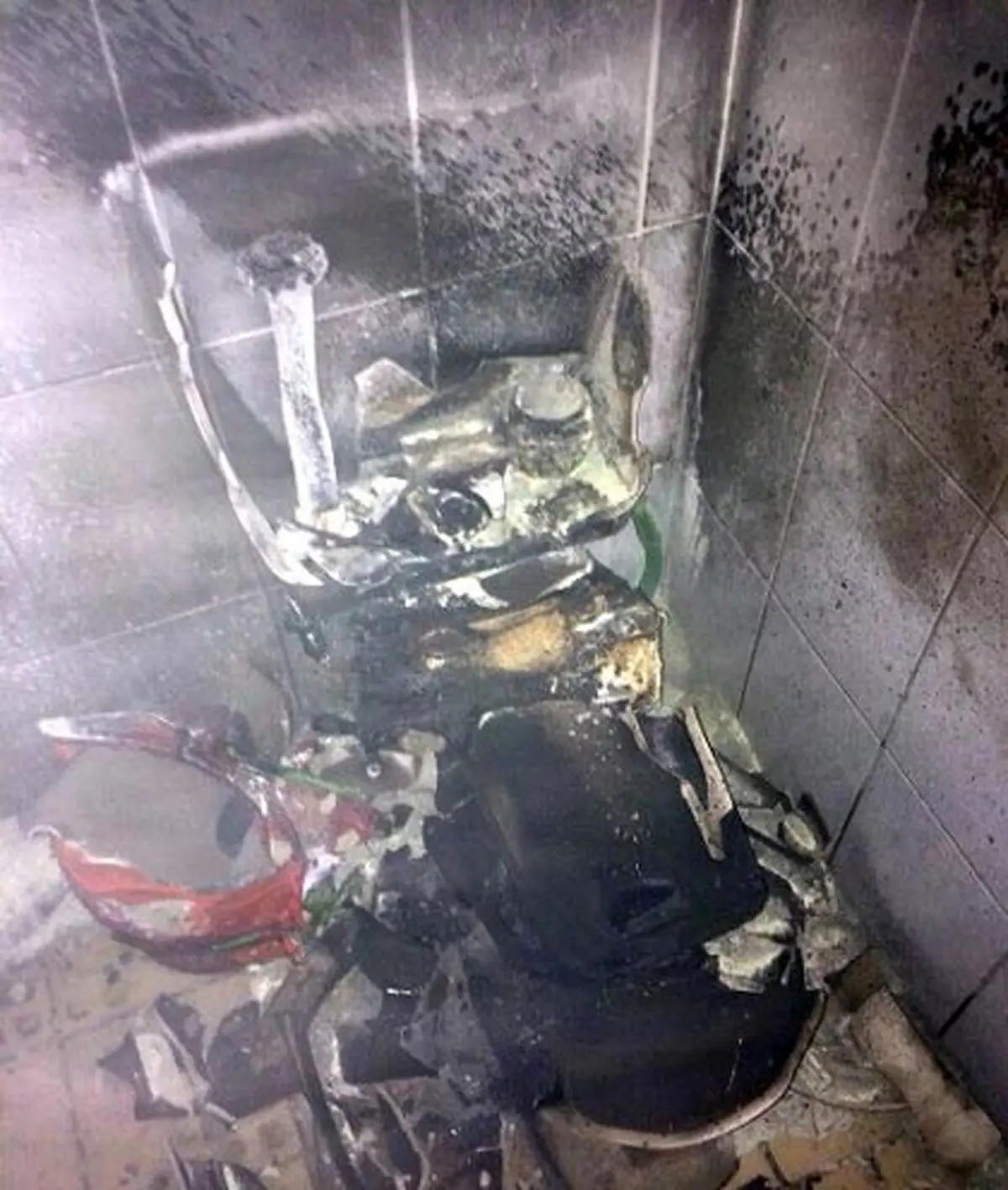 سوسکی که موجب انفجار شد/عکس